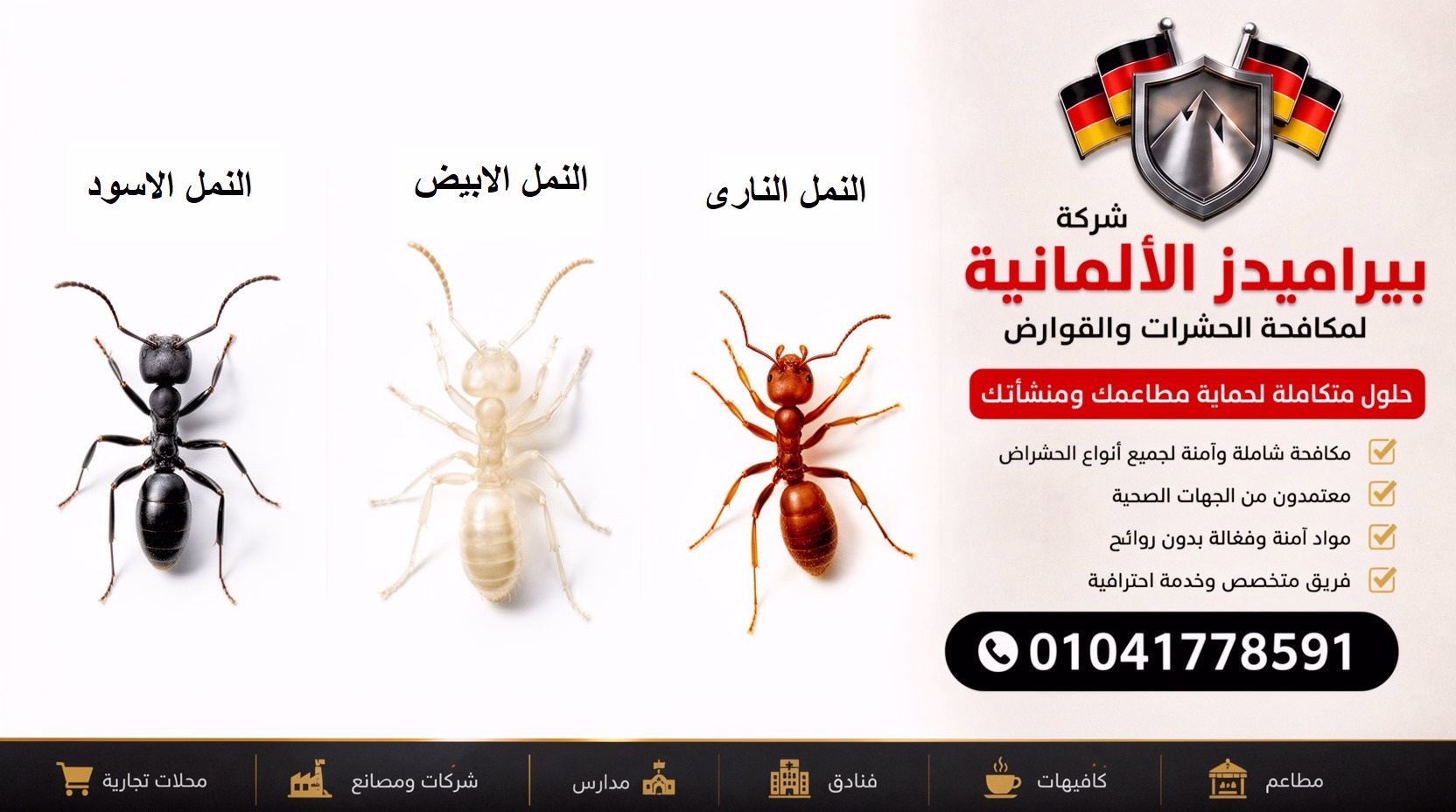 أنواع النمل في مصر